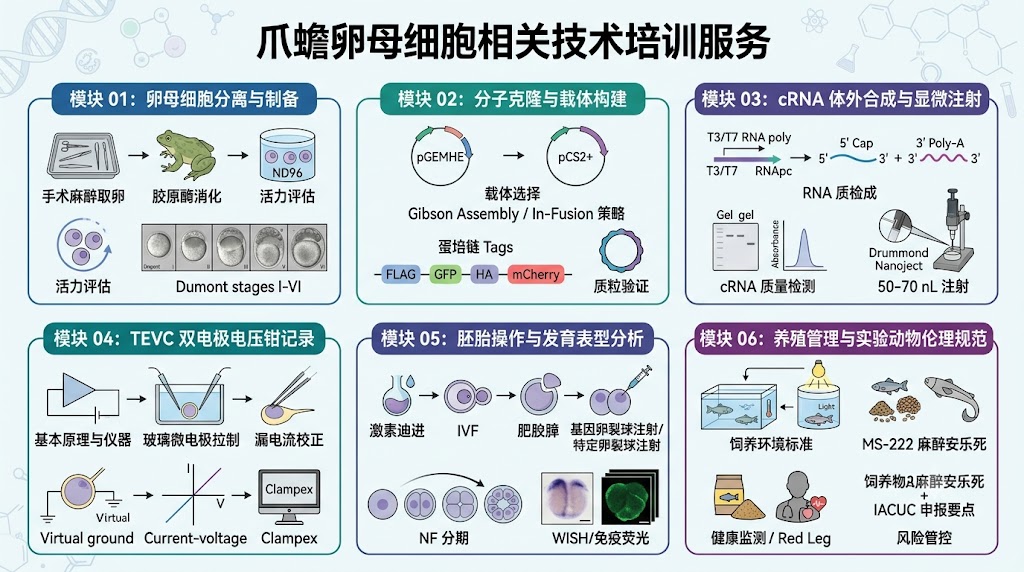 技术培训服务
