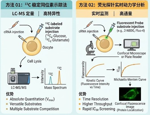 跨膜转运功能分析