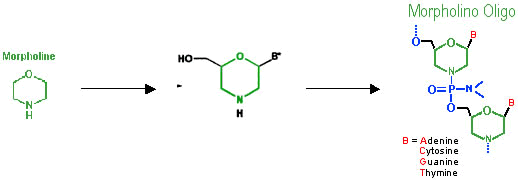 Morpholino 吗啉环寡聚核苷酸结构示意图