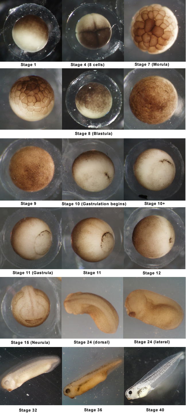 爪蟾 Nieuwkoop-Faber 分期示意图 stage 1–40