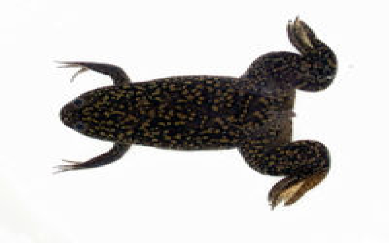 非洲爪蟾 Xenopus laevis